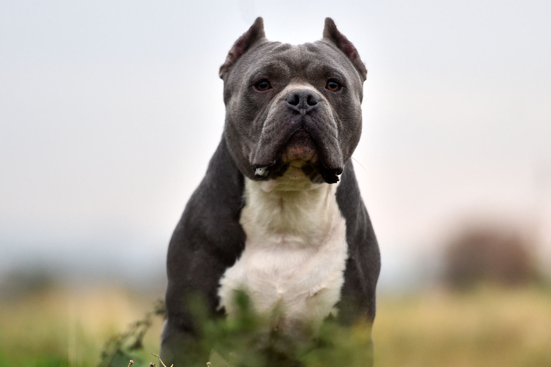 Teramo, scaraventa cucciolo di pitbull contro il parabrezza di un’auto in sosta: denunciato