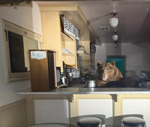 L’ORSO IN GELATERIA