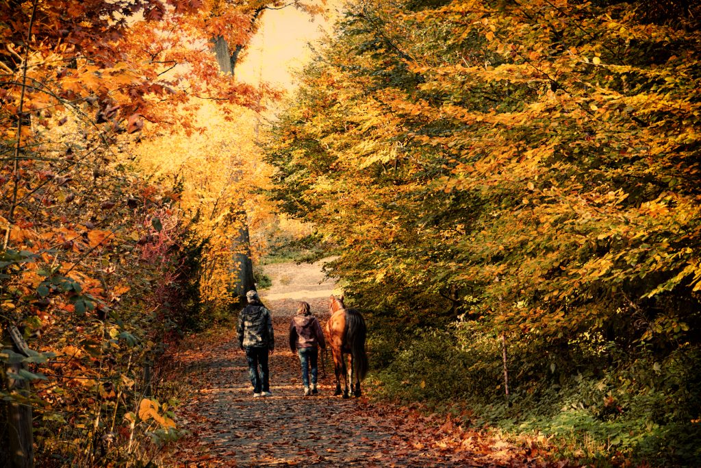 Foliage autunnale: i migliori sentieri per ammirare l’autunno