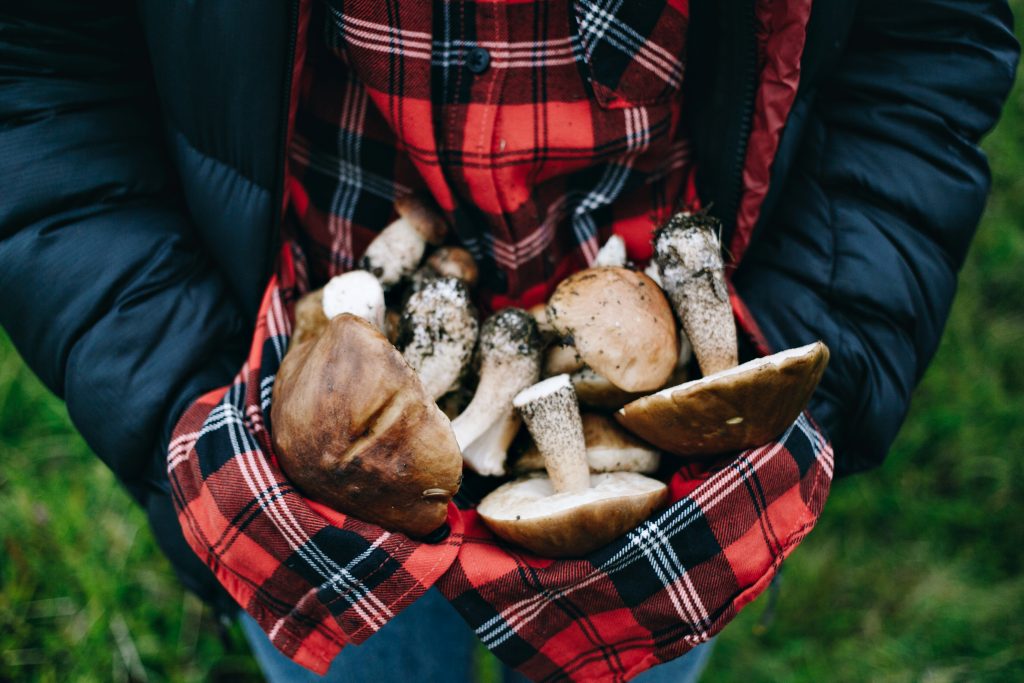 Funghi nel bosco: come riconoscere quelli commestibili