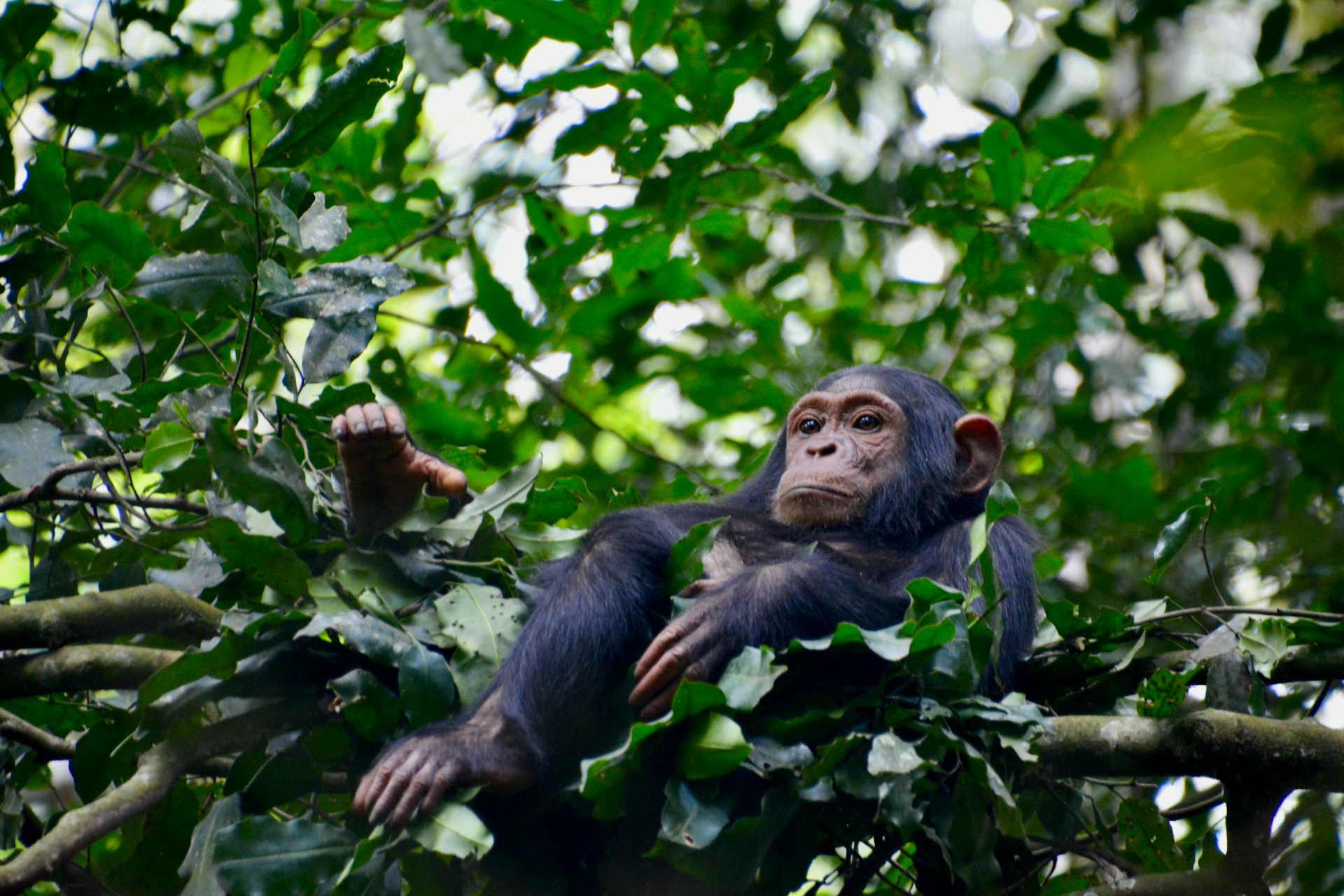 Per cosa ricorderemo l’etologa e attivista Jane Goodall