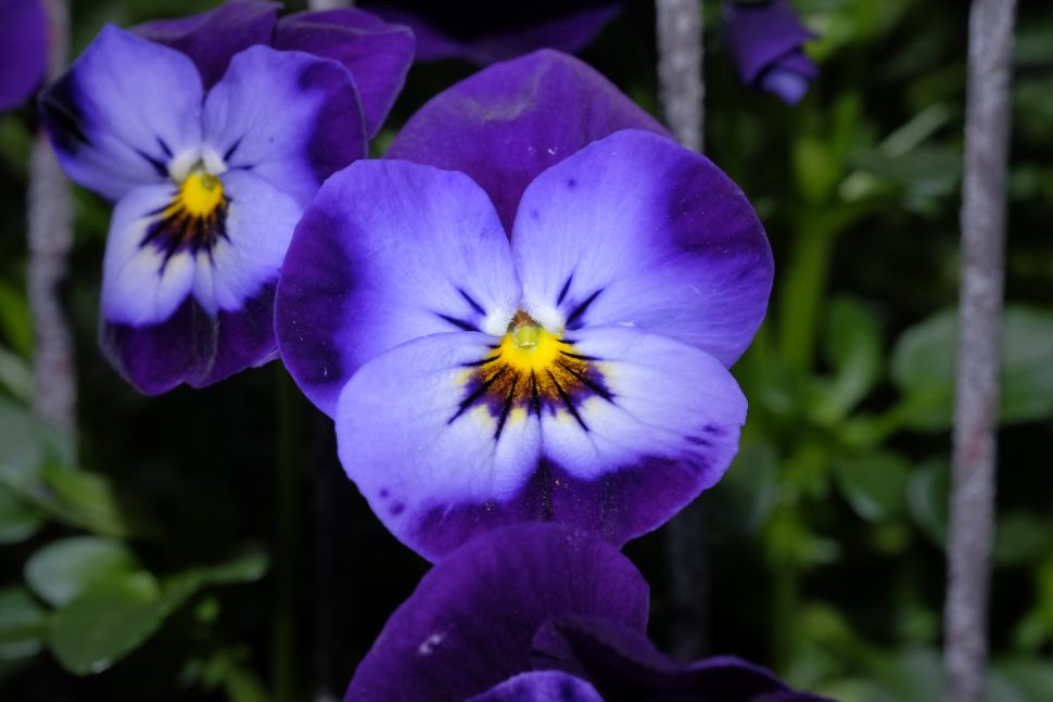 Viola del pensiero