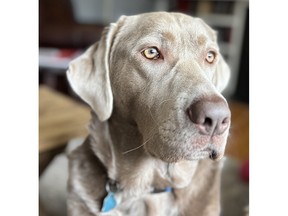 Big Nose Harry nets treats, drops the rodent