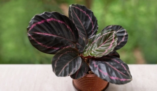 Calathea roseopicta