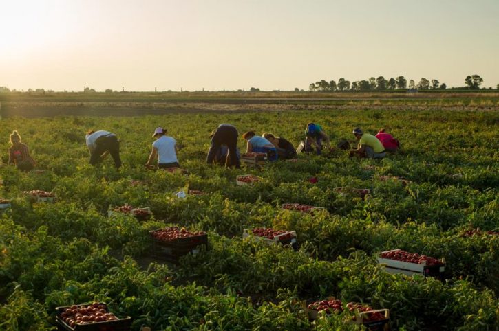 Barbara Nappini: le donne in agricoltura sono sempre più sfruttate, servono misure per garantire loro dignità