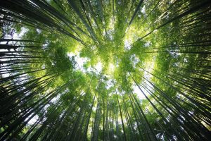 DIMINUISCE LA DEFORESTAZIONE