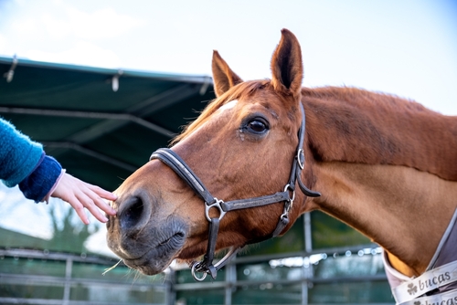 Italian Horse Protection: l’associazione che cura e riabilita i cavalli vittime di maltrattamenti