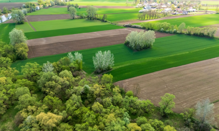 distese di verde
