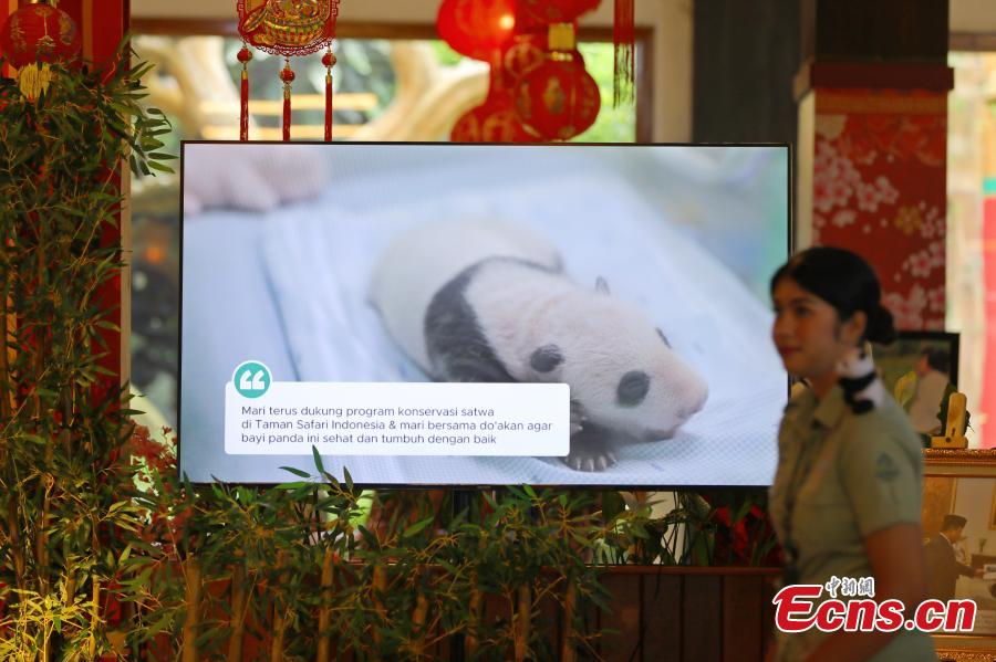 Indonesia welcomes its first locally born giant panda cub