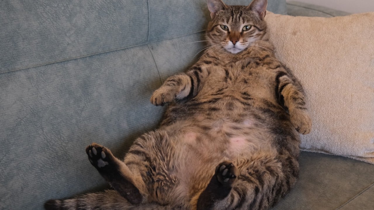 Meow or never: China’s pudgy pets spark race for weight-loss drugs