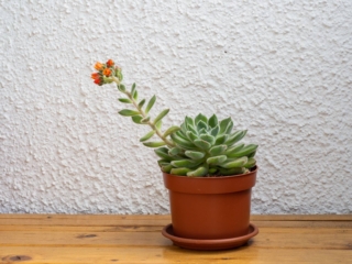 Echeveria setosa
