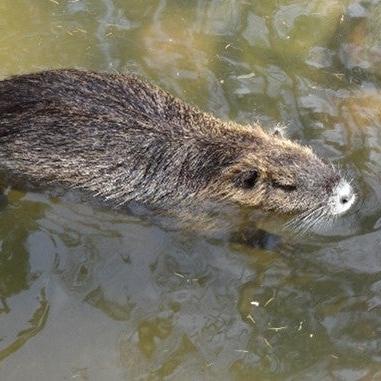 Alto Adige “invaso” dalle nutrie: i cacciatori incaricati di abbatterle