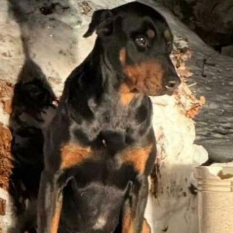 Il cane smarrito vaga da solo al gelo sulle piste