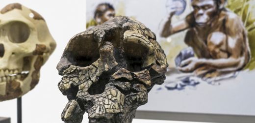 Sahelanthropus tchadensis: Der Vormensch war schon vor sieben Millionen Jahren aufrecht unterwegs
