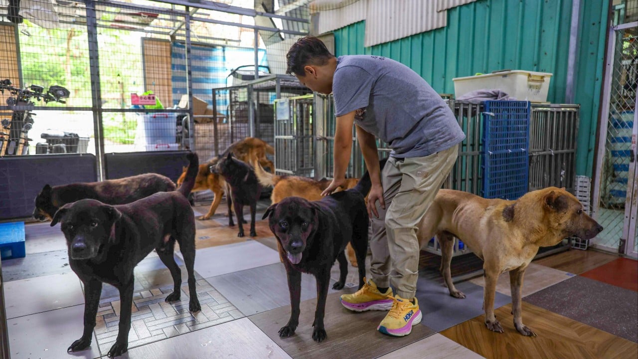 Hong Kong shelter saves 351 animals in 6 months as trapping, smuggling cases surge