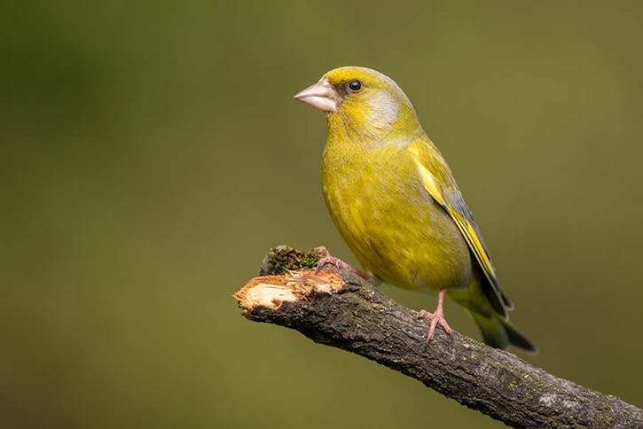 Quelles espèces peut-on observer en hiver? Ce week-end, recensez les oiseaux dans vos jardins et sur vos balcons