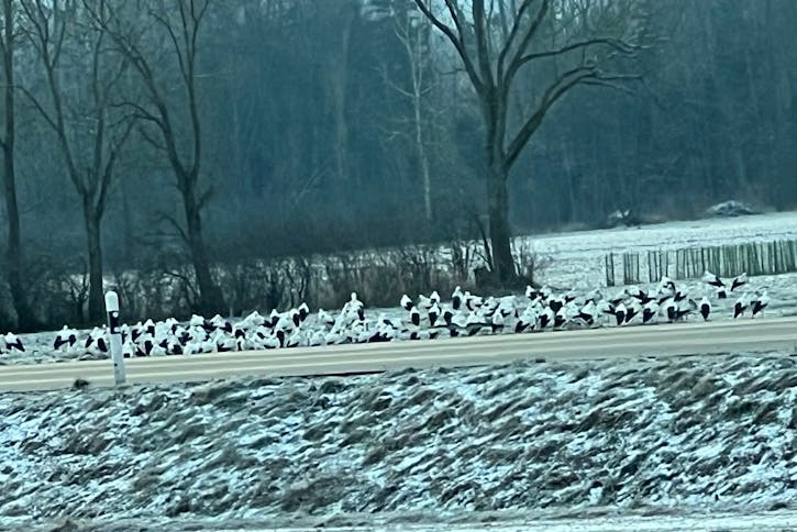 Elles migrent de moins en moins en hiver. Malgré le froid polaire, une septantaine de cigognes aperçues au bord de la route de Sugiez
