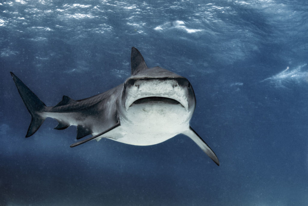 Trágica luna de miel en Maldivas: un tiburón arranca una pierna a un turista español