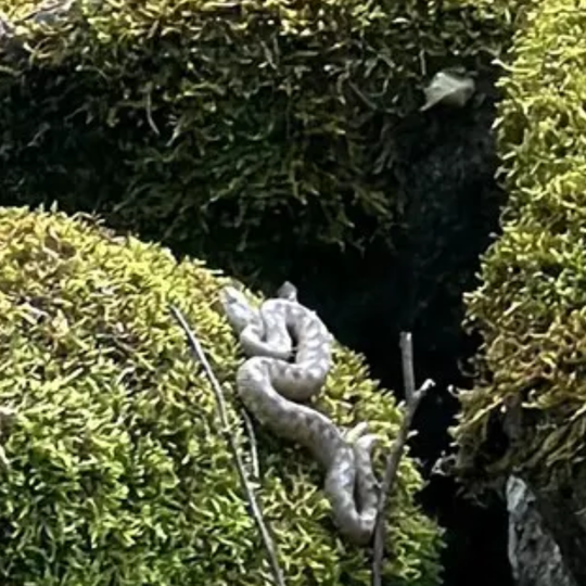 Troppi serpenti in città? Gli esperti sfatano l’allarme: «Avvistamenti nella norma, attenzione all’effetto social»
